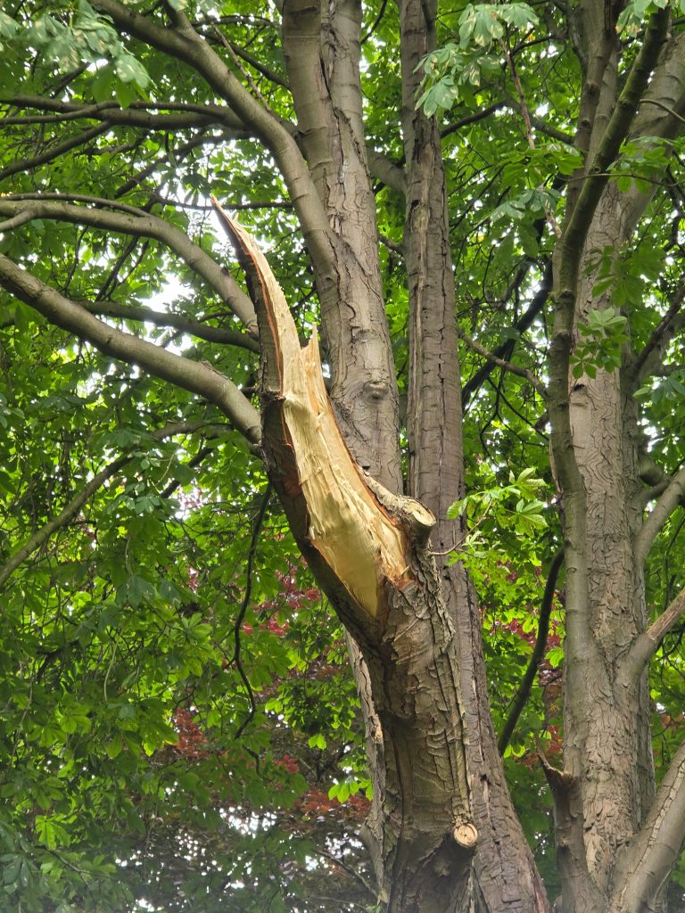 A broken tree branch protrudes from a lush green tree.