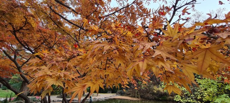 Vibrant autumn leaves in shades of orange and red against a blurred background.